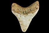 2.99" Fossil Megalodon Tooth - North Carolina - #130702-2
